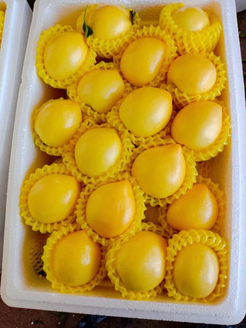 山东大鹏油桃