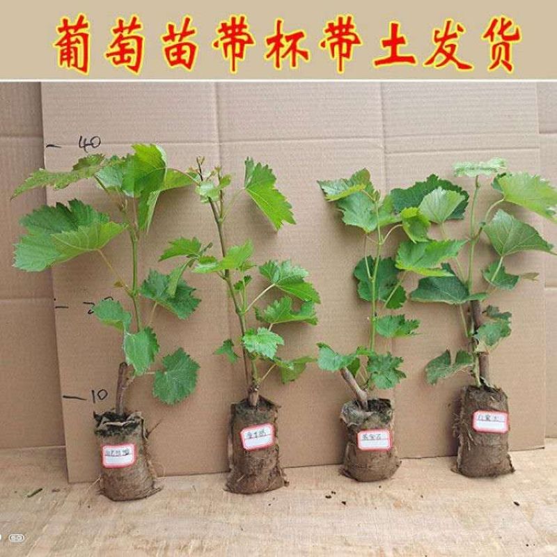 【大量上市】蓝宝石葡萄树苗无核无籽营养杯带土带叶