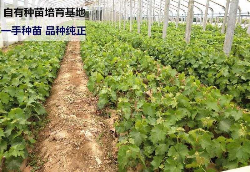 【大量上市】蓝宝石葡萄树苗无核无籽营养杯带土带叶