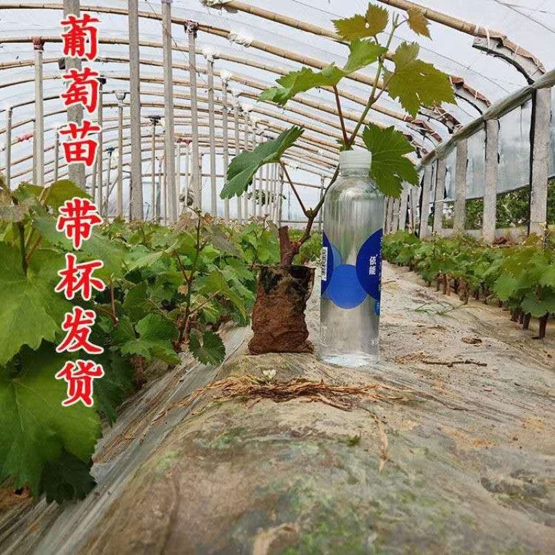 【大量上市】蓝宝石葡萄树苗无核无籽营养杯带土带叶