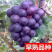 【大量上市】蓝宝石葡萄树苗无核无籽营养杯带土带叶
