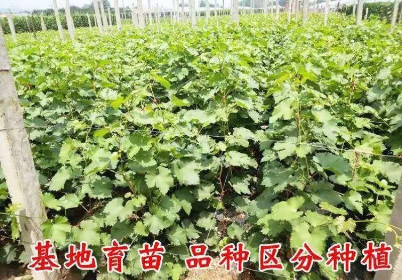 【大量上市】蓝宝石葡萄树苗无核无籽营养杯带土带叶