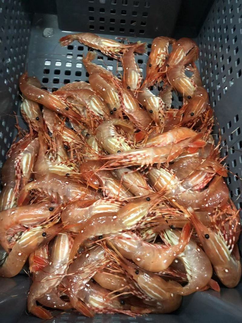 加拿大进口帆船牡丹虾20/24，25/33