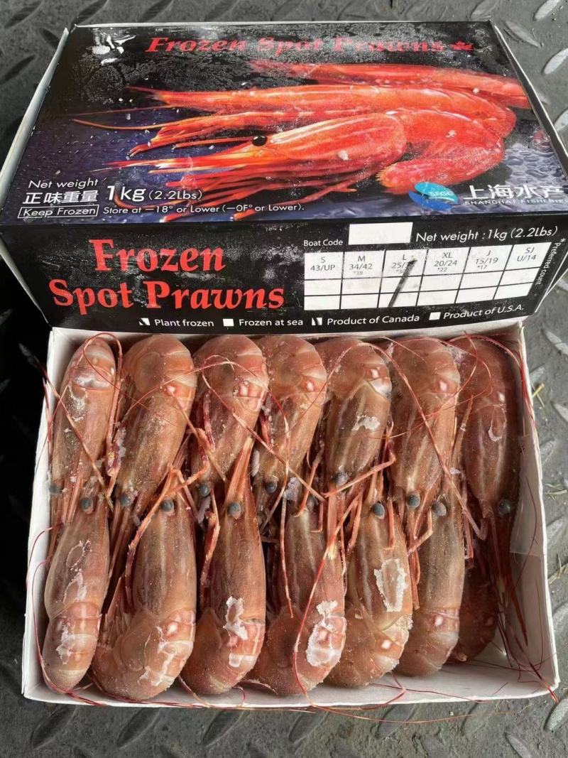 加拿大进口帆船牡丹虾20/24，25/33