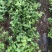 特价茉莉花盆栽室内绿植阳台浓香四季开花常青驱蚊花卉好养的