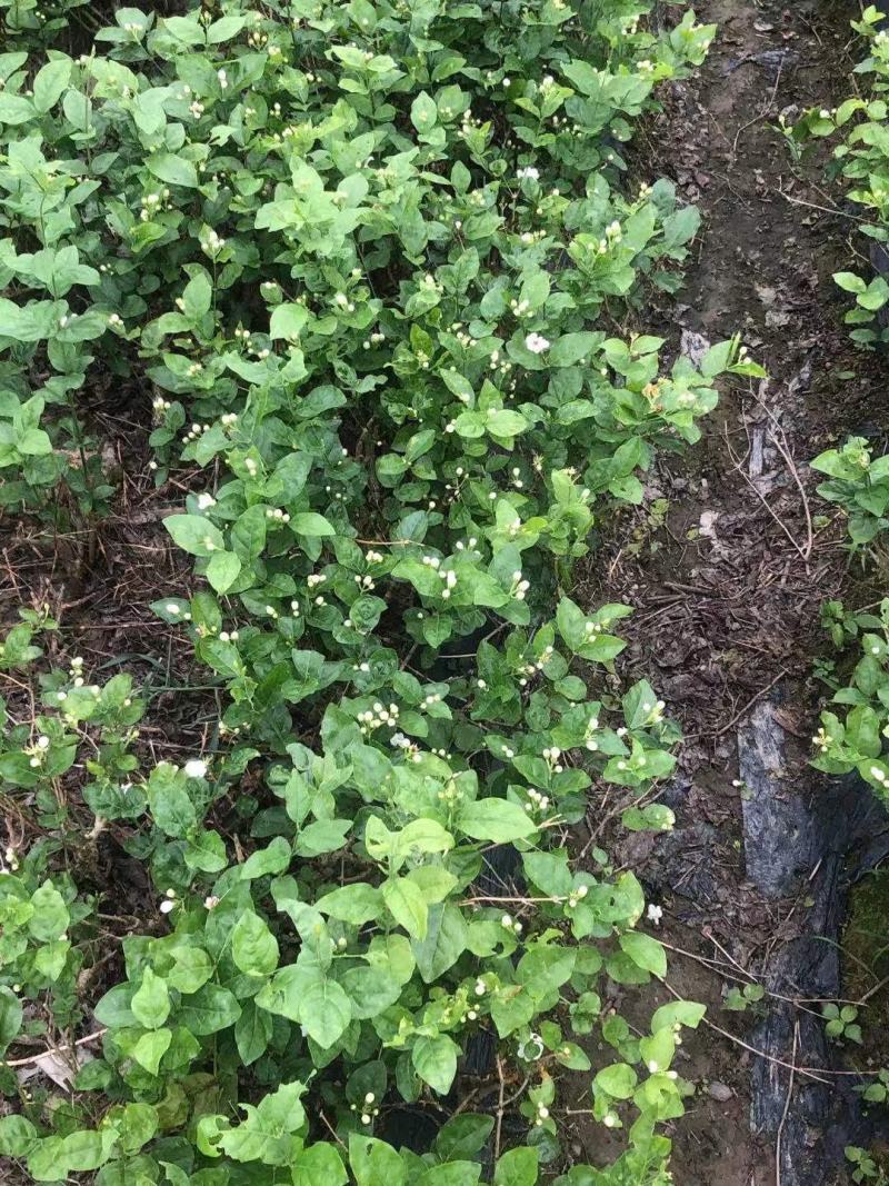 特价茉莉花盆栽室内绿植阳台浓香四季开花常青驱蚊花卉好养的