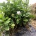 特价茉莉花盆栽室内绿植阳台浓香四季开花常青驱蚊花卉好养的