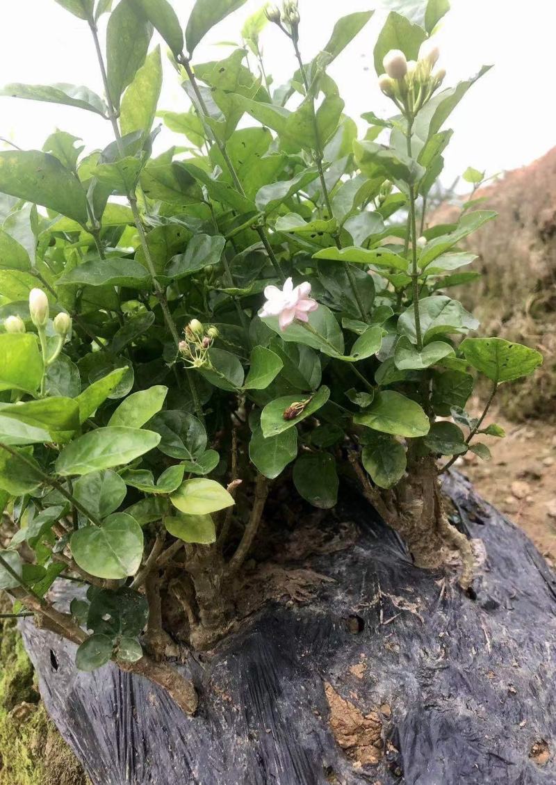 特价茉莉花盆栽室内绿植阳台浓香四季开花常青驱蚊花卉好养的