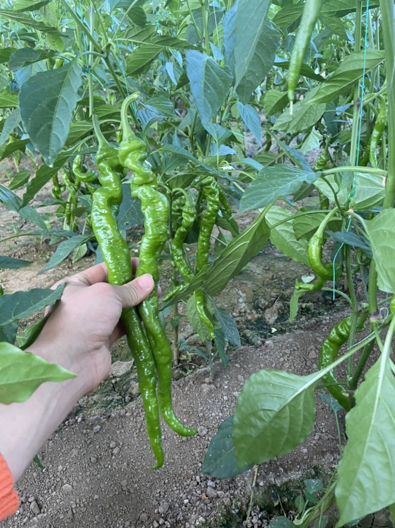 精品螺丝椒产地直销大量供应