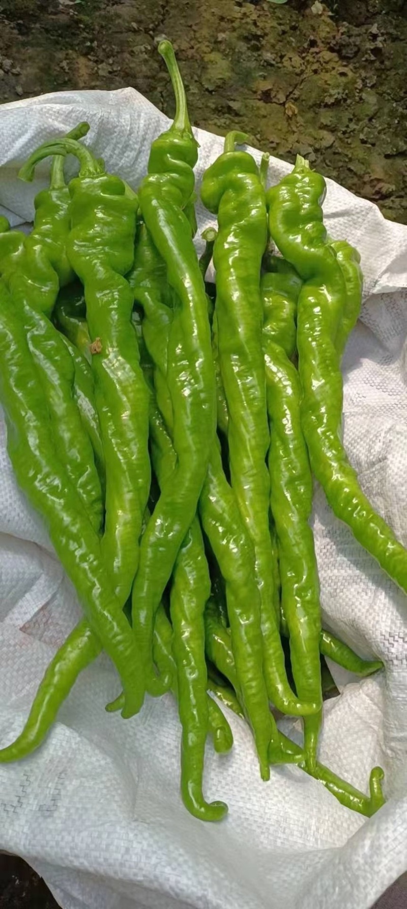 精品螺丝椒产地直销大量供应