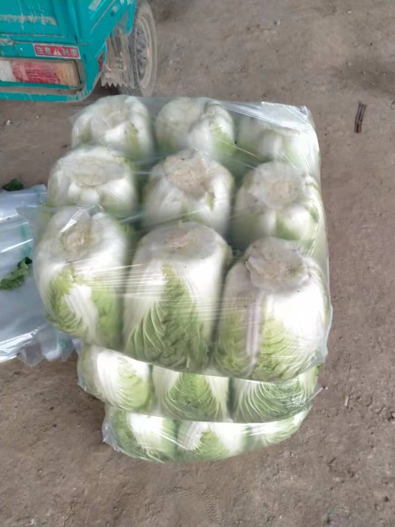 黄心大白菜，上市中，基地直发，欢迎订购。