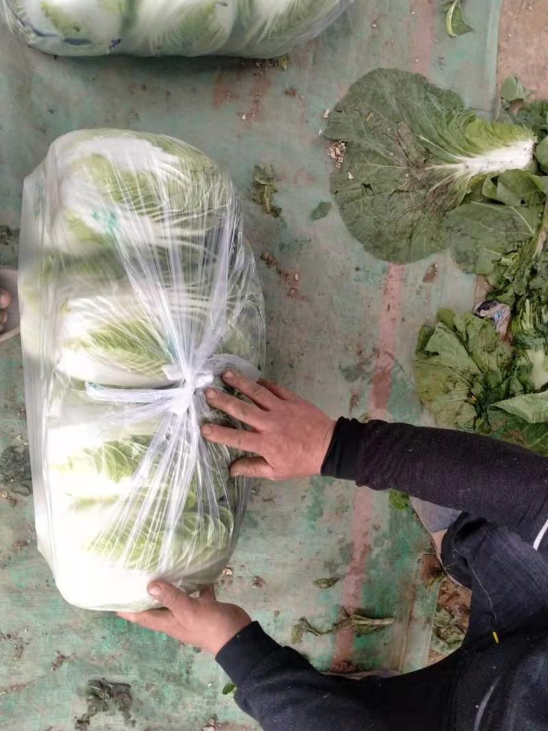 黄心大白菜，上市中，基地直发，欢迎订购。