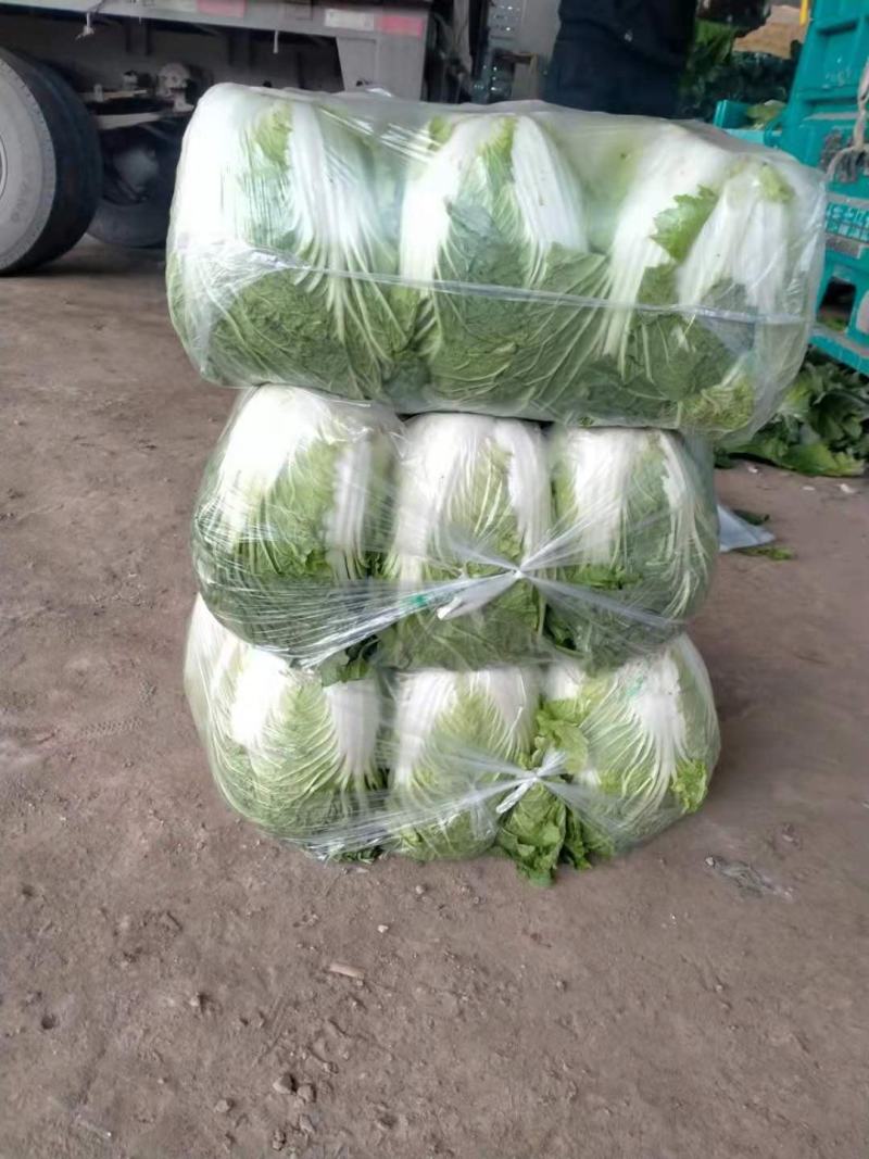 黄心大白菜，上市中，基地直发，欢迎订购。