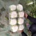 黄心大白菜，上市中，基地直发，欢迎订购。