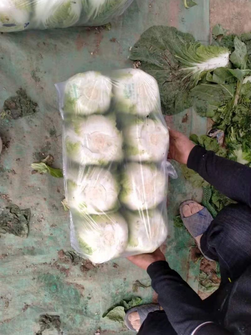 黄心大白菜，上市中，基地直发，欢迎订购。