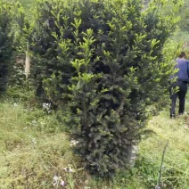 曼地亚红豆杉，基地海量，规格齐全，量大从优