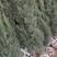 曼地亚红豆杉，基地海量，规格齐全，量大从优