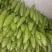 绿珍珠青珍珠苦瓜。。。。。