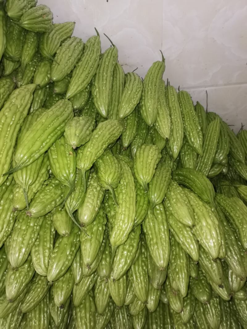绿珍珠青珍珠苦瓜。。。。。