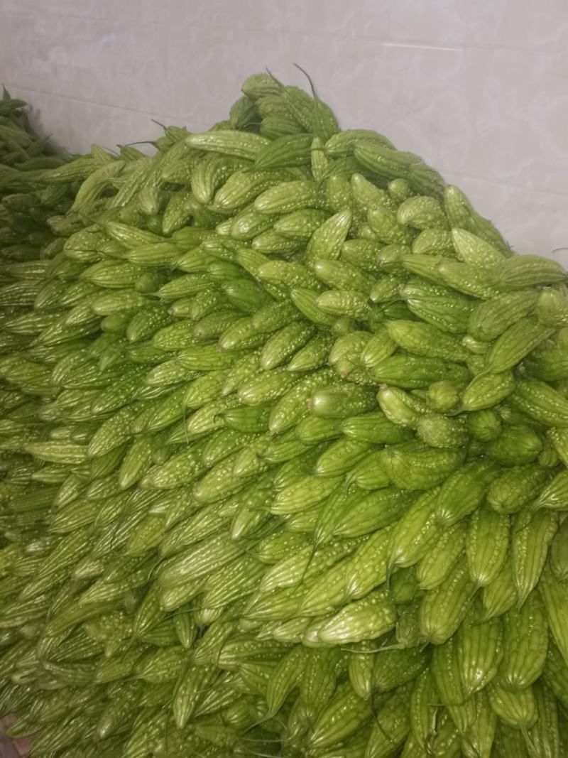 绿珍珠青珍珠苦瓜。。。。。