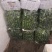 广西产地新鲜旱黄瓜干花带刺大量上市诚信经营