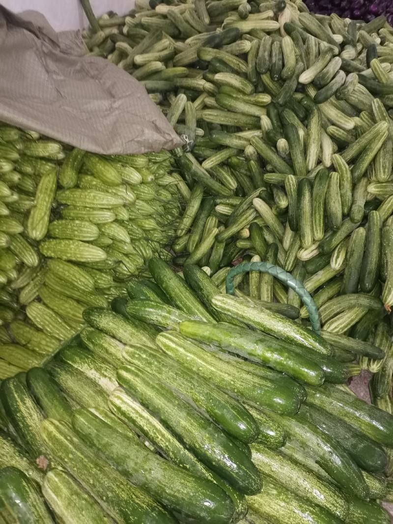 广西产地新鲜旱黄瓜干花带刺大量上市诚信经营