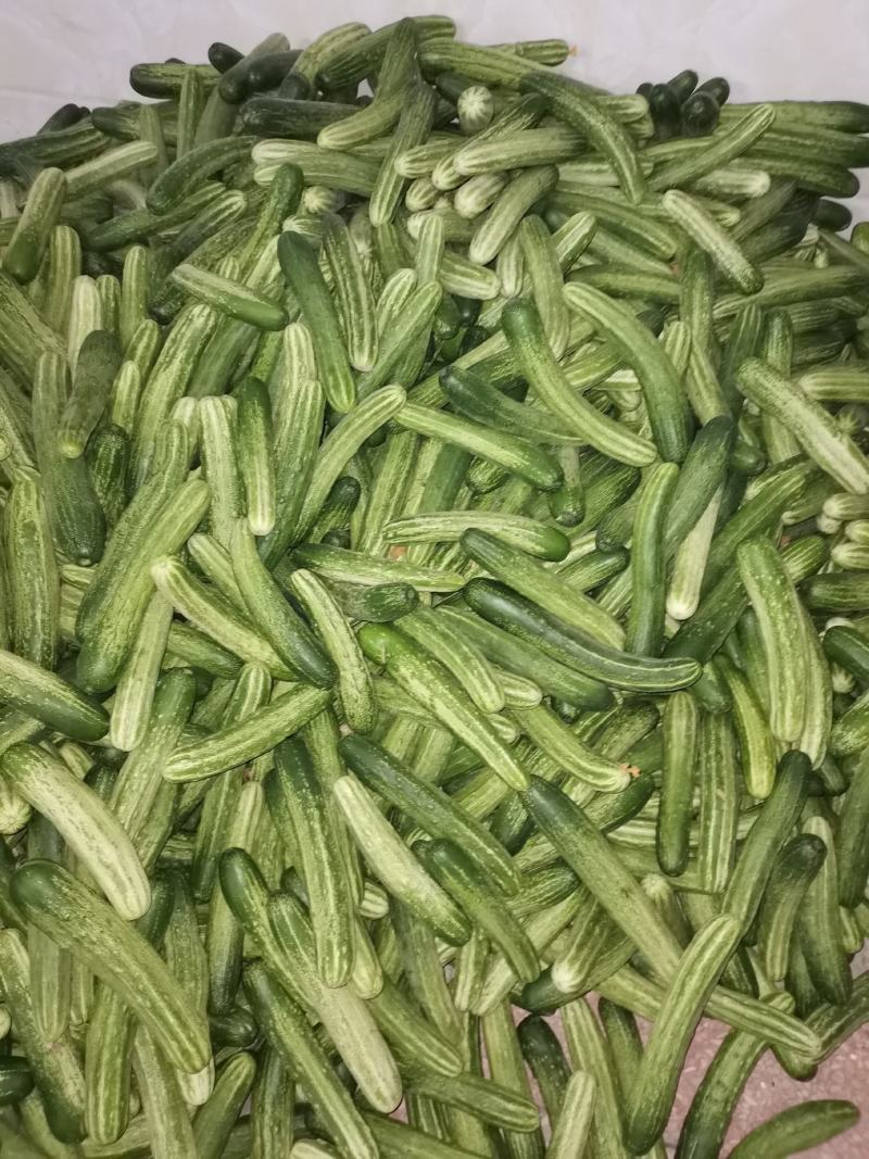 广西产地新鲜旱黄瓜干花带刺大量上市诚信经营