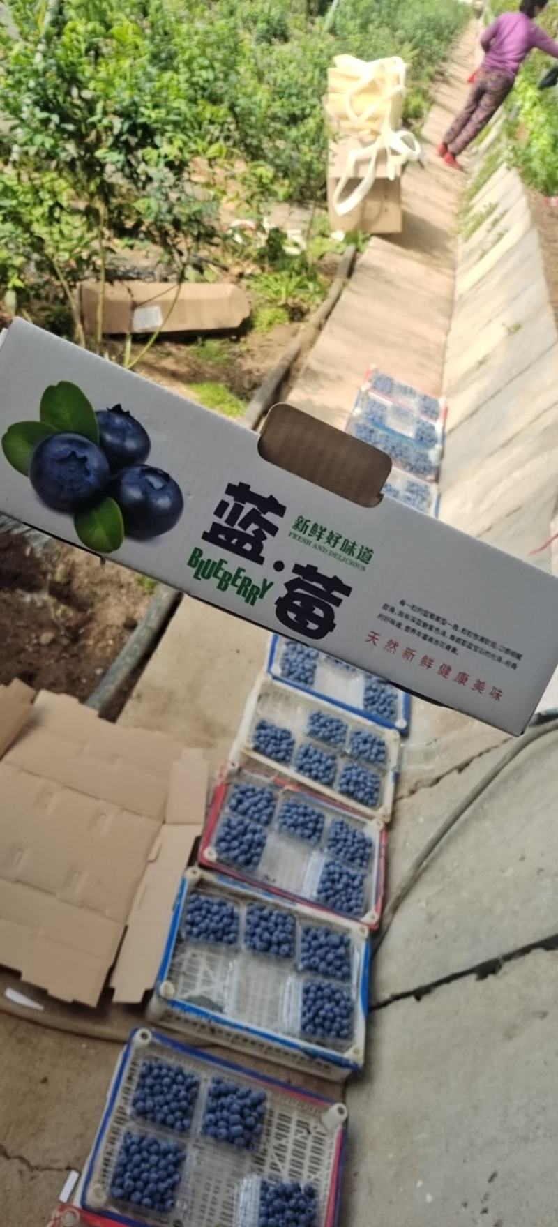 丹东蓝莓