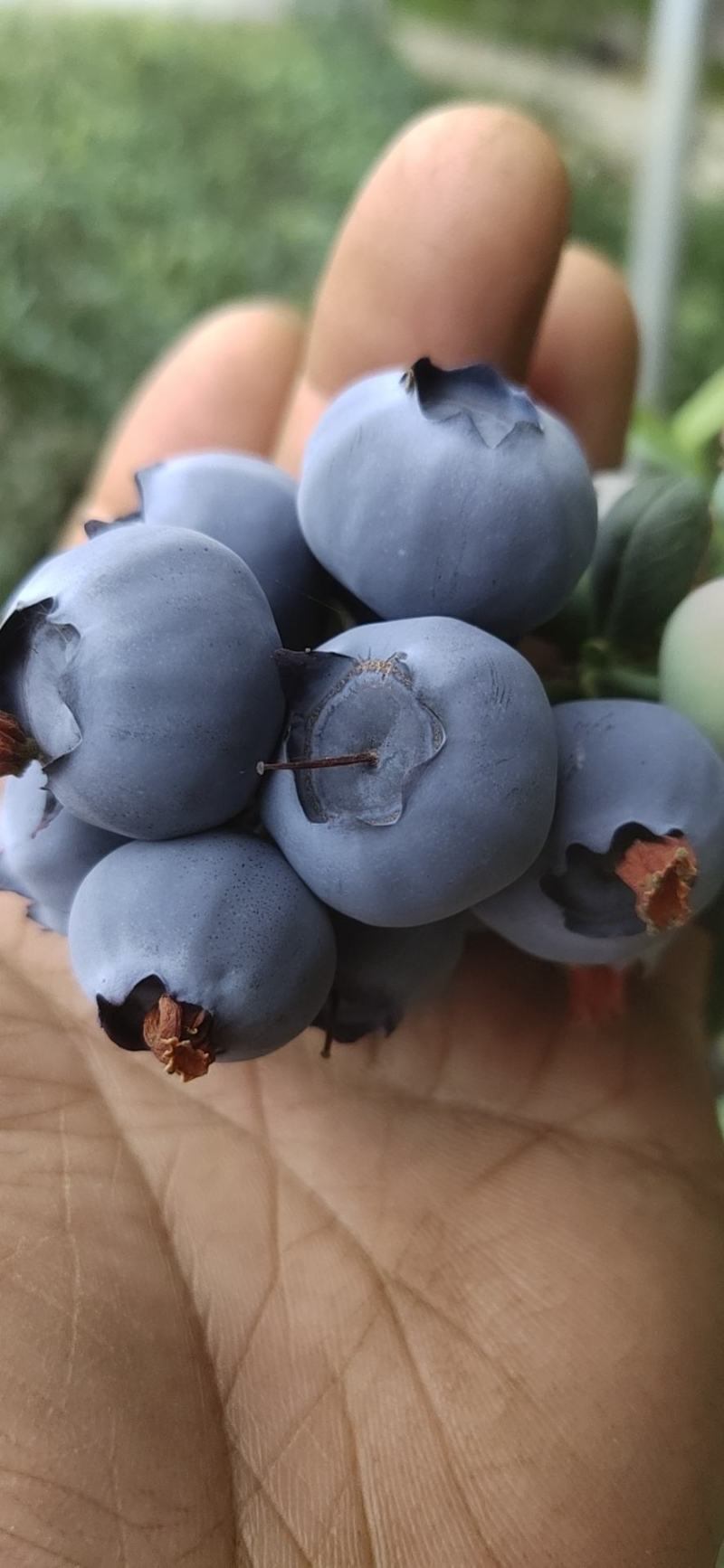 丹东蓝莓
