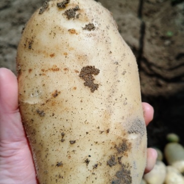 城固洋芋，黄心土豆现挖现卖，物美价廉，欢迎各地客商前来考察