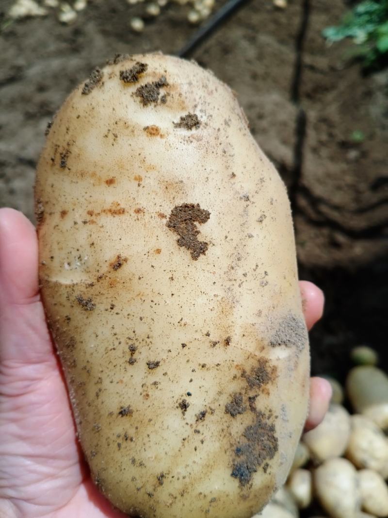 城固洋芋，黄心土豆现挖现卖，物美价廉，欢迎各地客商前来考察