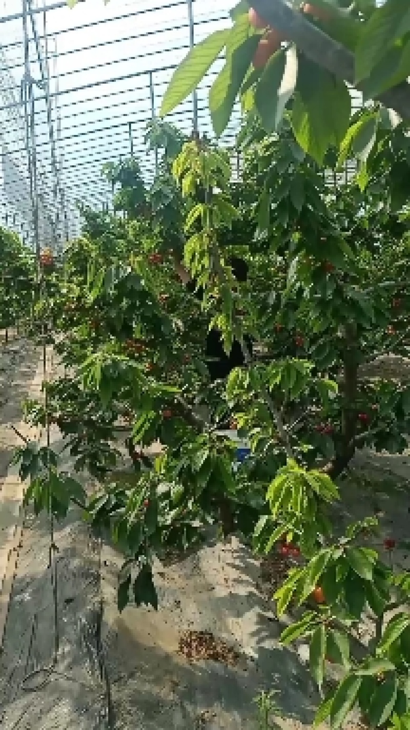 樱桃、美早、布鲁克斯、萨米脱，露天即将大量上市