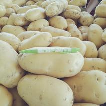 荷兰十五土豆，对接市场、全国、诚信代办、量大