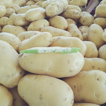荷兰十五土豆，对接市场、代发全国、诚信代办、量大