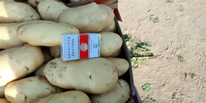 荷兰十五土豆，对接市场、代发全国、诚信代办、量大
