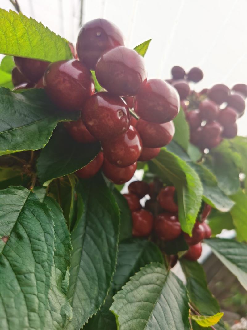 大连樱桃