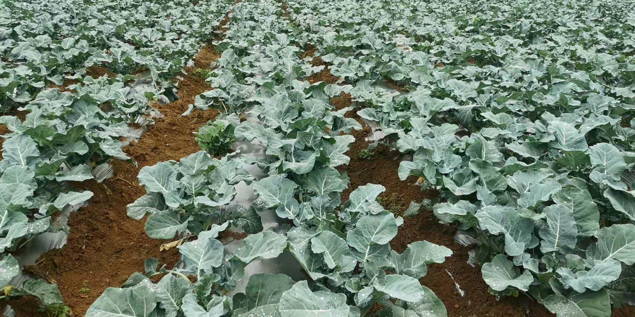甜杆西兰花种植基地实景图 甜杆西兰花种植基地实景图