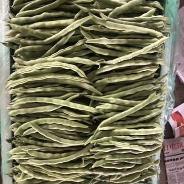 四季豆