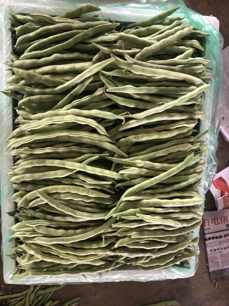 四季豆