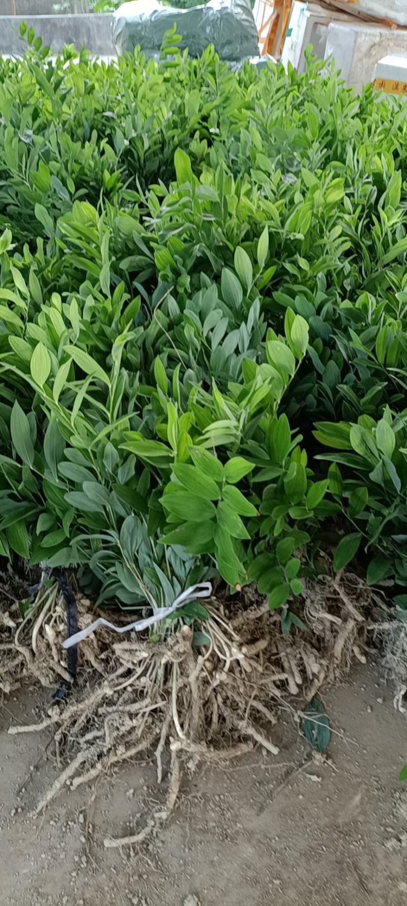 玉竹种苗玉竹种苗，家种玉竹种苗