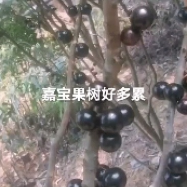 嘉宝果苗四季嘉宝果/沙巴嘉宝果/哎斯卡