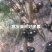 嘉宝果苗四季嘉宝果/沙巴嘉宝果/哎斯卡