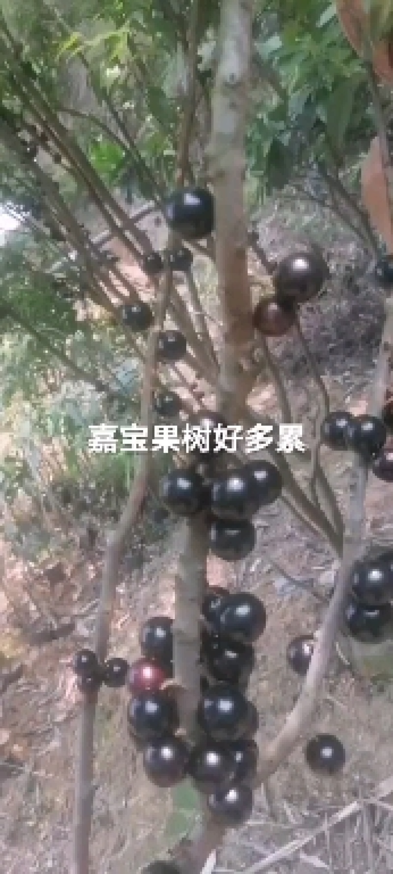 嘉宝果苗四季嘉宝果/沙巴嘉宝果/哎斯卡