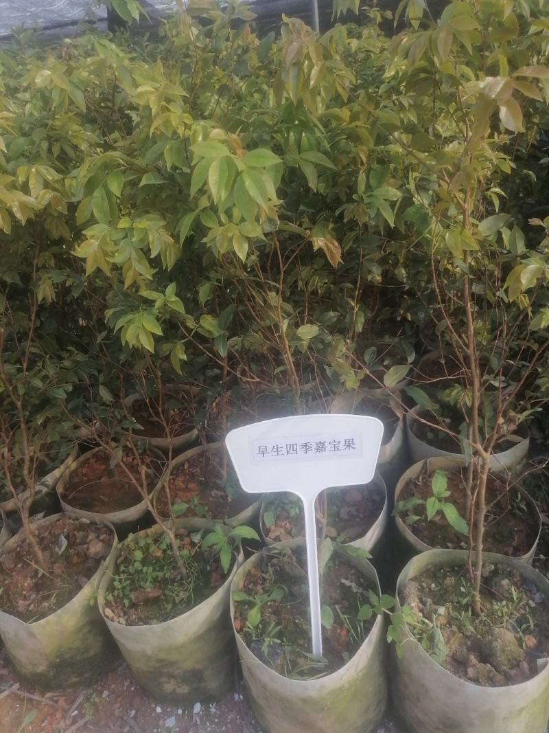 嘉宝果苗四季嘉宝果/沙巴嘉宝果/哎斯卡