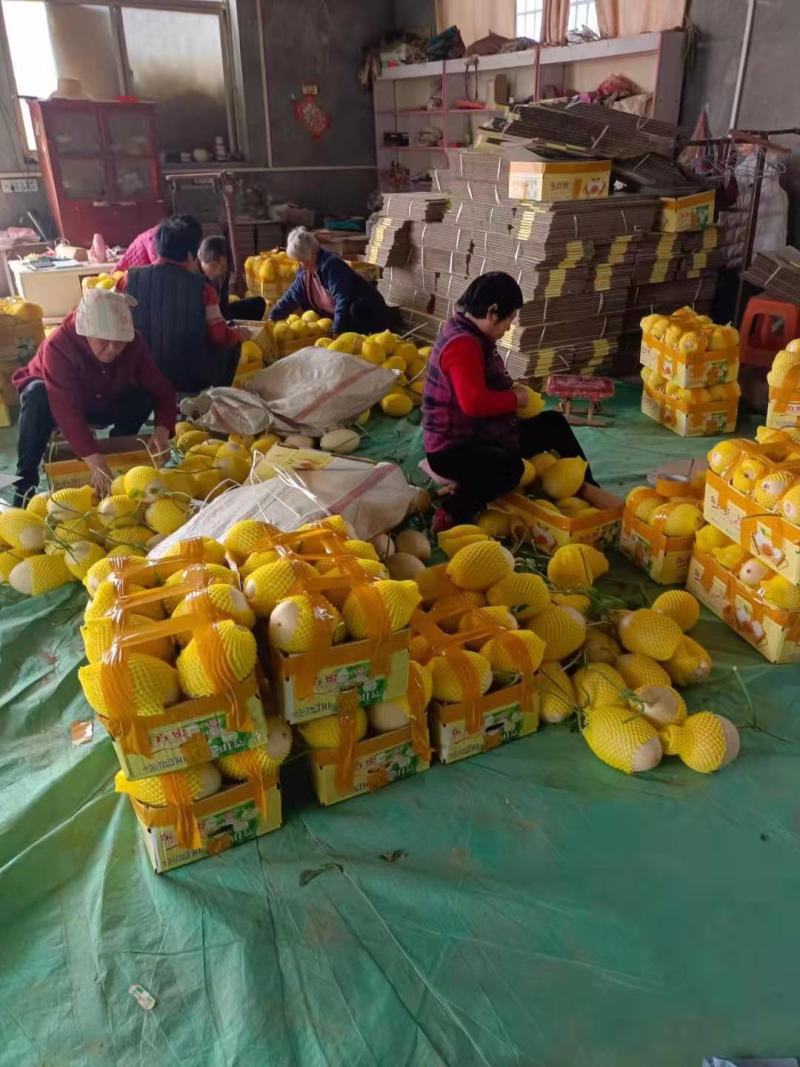 山东聊城久红瑞甜瓜，产地直供，一手货源电商超市全国发货