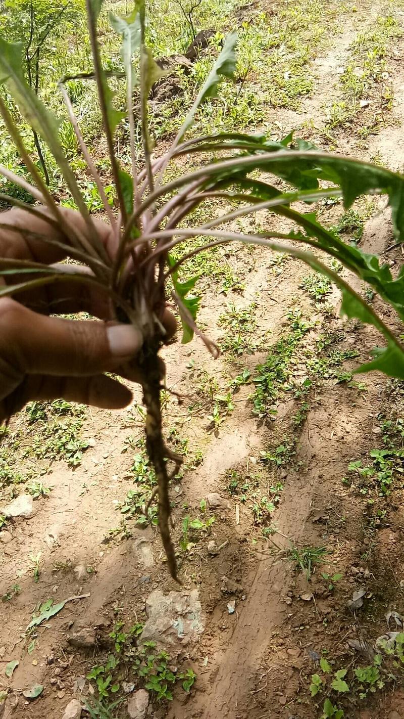 蒲公英，药食兼用品种，有1300亩的种植面积。