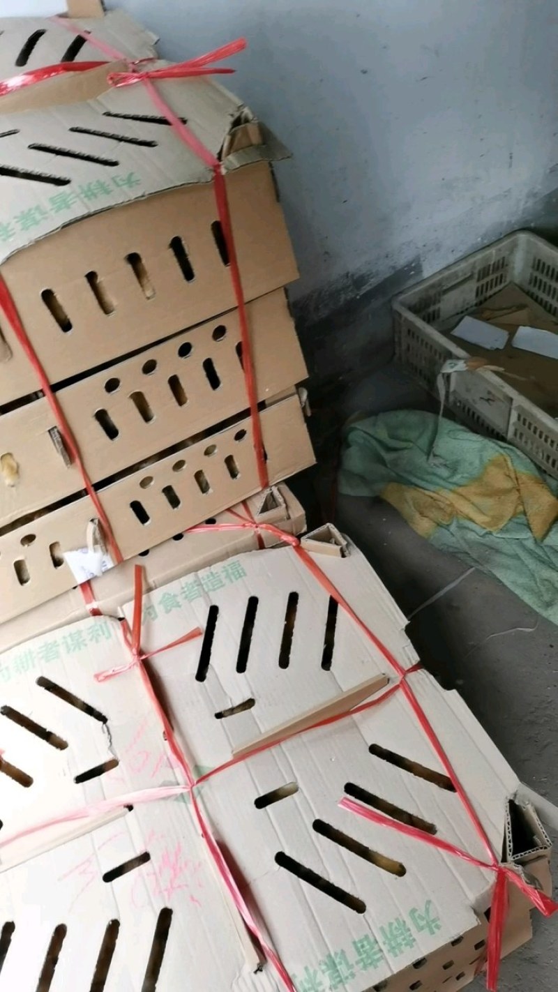 红毛阉鸡苗麻五公鸡苗灵山土鸡苗灵山麻二麻三麻四苗优良品种