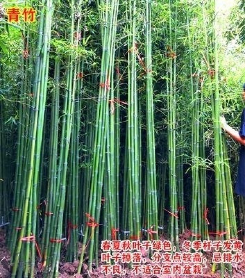 青竹苗竹苗四季青竹苗竹报平安【适合南北方种植】包邮