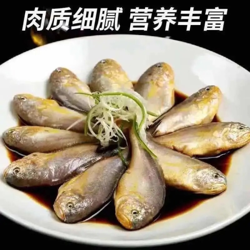小黄花鱼新鲜美味黄鱼海鱼冰冻海鲜水产黄鱼小黄鱼