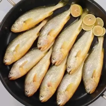 小黄花鱼新鲜美味黄鱼海鱼冰冻海鲜水产黄鱼小黄鱼